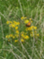 A butterfly on wildflowers in the lawn