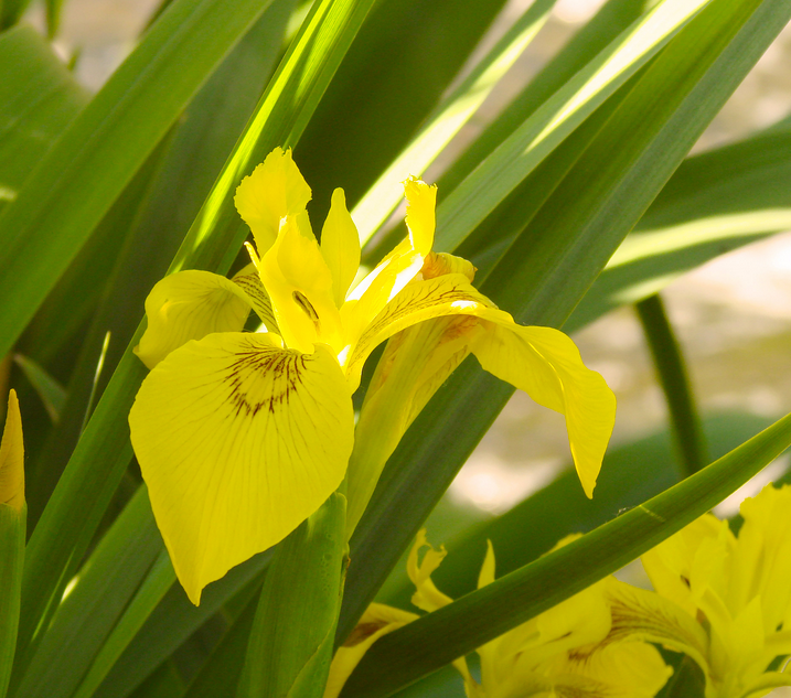 yellow iris with green leaves