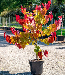 fire coloured leaves of Cercis canadensis ‘Eternal fla