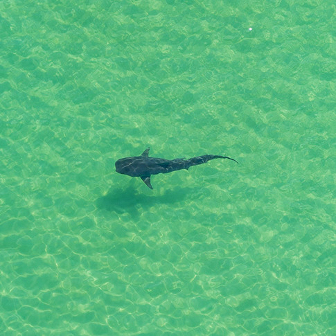 Shark.jpeg