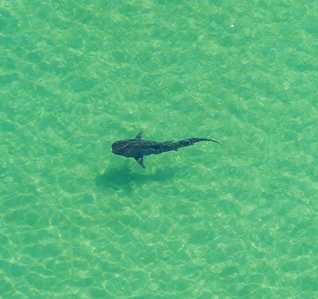 Shark.jpeg