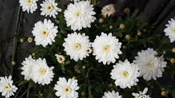 Argy Madeira Crested White