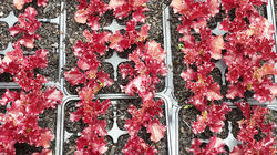 Lettuce Mix Red Frilly