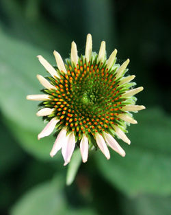 Coneflower