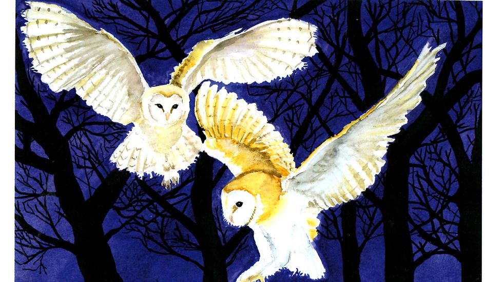 Midnight owls