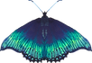 Blue Butterfly