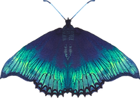 Blue Butterfly