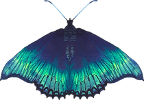 Blue Butterfly