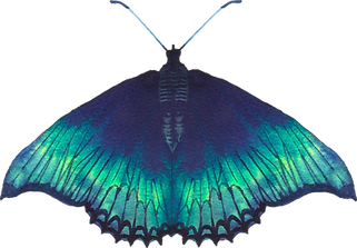 Blue Butterfly