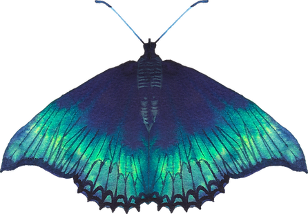 Blue Butterfly