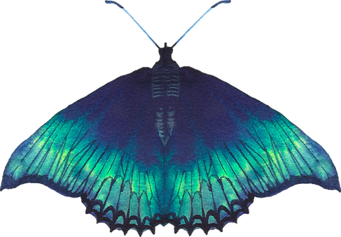 Blue Butterfly