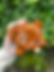 Thumbnail: Rye Loaf Doggy plush