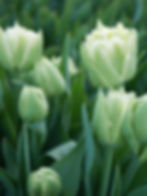 Překrásné tulipány si můžete vypěstovat i na balkoně nebo terase.