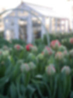 Na naší farmě Kytky za humny každé jaro pěstujeme tisíce tulipánů.