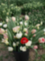 Tulipány se přirozeně sluncem a teplem otevřou. Takhle rozkvetou v záhoně, když je nesklidíme brzy ráno.