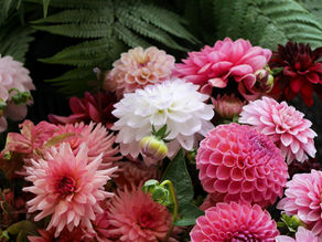 Jak pěstovat jiřiny: 7 věcí, které rozhodnou o bohaté sklizni