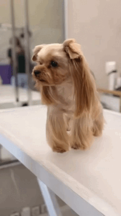 Du wolltest nur zum Grooming und gehst als Berliner Star.Besuchen Sie unsere Webseite, um