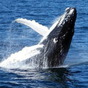 Las ballenas jorobadas en la Bahía de Samaná: patrimonio natural y proyección sostenible de la República Dominicana