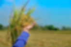 hand-tenderly-touching-young-rice-paddy-field.jpg