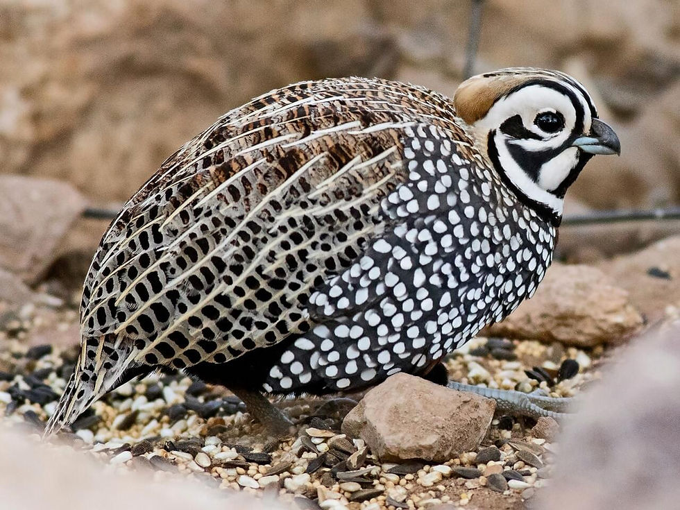 Montezuma Quail, courtesy Cornell Lab