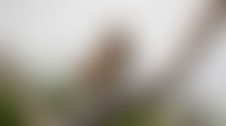 Get To Know Birds Through Song and Vocalization