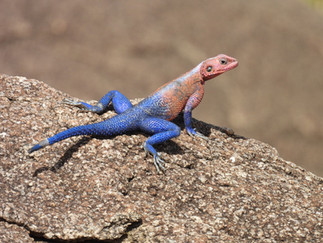 Dining tent, Land of Nature, Serengeti