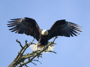 Bald Eagles Are Soaring Again in New England