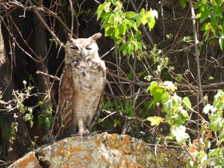 Dining tent, Land of Nature, Serengeti