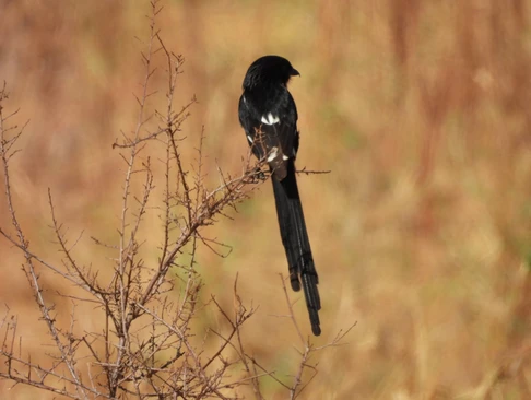 Dining tent, Land of Nature, Serengeti