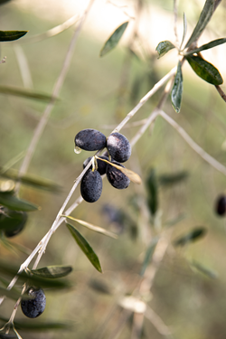 il sole di grignanello organic food from the chianti region - tuscany designed by simone fuchs in vienna