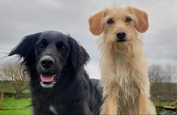 Dog Stay