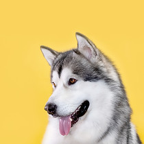 malamute-dog-on-yellow-background.jpg