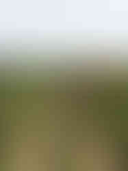 Before the actual picking began. Notice the amount of people and Heeman staff (orange tshirt) were always around.