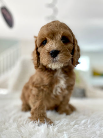 Adorable apricot with white markings male pup posing on a cream faux fur blanket during his last photo shoot at Chesley Hill Cockapoos, a family breeder of Cockapoo puppies located in NH and providing Cockapoo puppies to loving families in Boston, Massachusetts, all of New England and the East Coast.