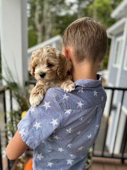 Adorable apricot with white markings F1 male Cockapoo puppy lovingly held by a young boy during the puppies final photo shoot at Chesley Hill Cockapoos, Massachusetts premier Cockapoo breeder with Cockapoo puppies for sale to families in NH, ME, VT, CT, RI, NY, NYC, NJ, PA, MD, Washington DC, all of New England and the East Coast.