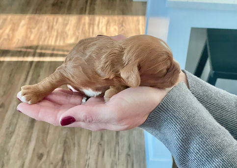 One week old, male apricot with white markings Cockapoo puppy being lovingly held for his first photo shoot.  Pups eyes are still closed and won't open until he's two weeks of age.  He is being raised by Chesley Hill Cockapoos a boutique Cockapoo family breeder located in NH, providing happy and healthy Cockapoo puppies to loving  families in Boston, NYC, all of New England and the East Coast.
