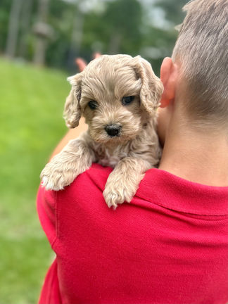 Handsome apricot with white markings F1 Cockapoo puppy lovingly held for his sunny summer 5 week puppy photo shoot at Chesley Hill Cockapoos NH Cockapoo breeder with Cockapoo puppies for sale to families in NH, MA, VT, CT, RI, ME, NJ, NY, PA, Washignton DC, MD, all of New England and the East Coast.