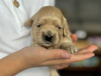 2 week old F1 Cockapoo puppy lovingly raised by Chesley Hill Cockapoos New York's premier Cockapoo breeder with Cockapoo puppies for sale to families in MA, ME, VT, NH, NY, CT, NYC, RI, PA, Washington DC, MD, all of New England and the East Coast.