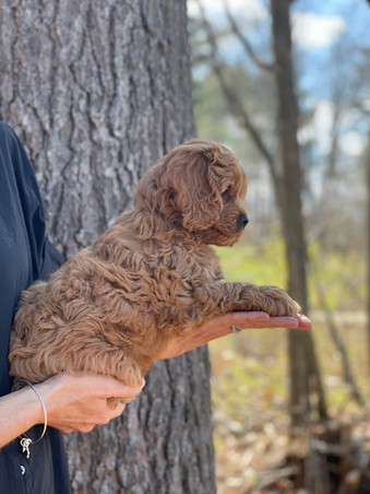 Handsome apricot male Cockapoo puppy adorably posing for the camera during his outdoor photo shoot with blue skies and green budding trees as the backdrop. He is being lovingly raised by Chesley Hill Cockapoos a premier family breeder of Cockapoo puppies in New England providing happy and healthy Cockapoo puppies to loving families in Boston, Massachusetts, NYC, CT, VT, NH, ME, RI, all of New England and the East Coast.