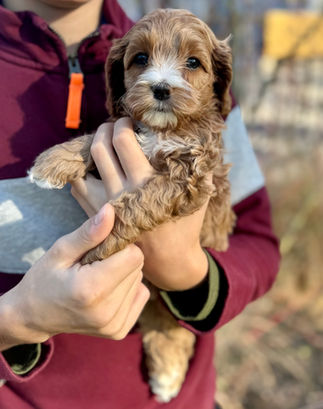 Handsome apricot F1 Cockapoo puppy for sale from Chesley Hill Cockapoos Massachusett's premier Cockapoo breeder with Cockapoo puppies for sale to families in NH, ME, VT, CT, RI, NJ, NYC, NY, MA, Cape Cod, Boston, Philadelphia, PA, Washington DC, MD all of New England and the East Coast.