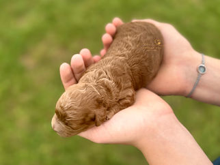 Dark apricot male F1b Cockapoo puppy Dill from Chesley Hill Cockapoos.