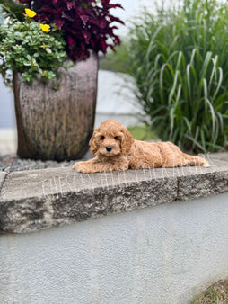 Apricot female F1 Cockapoo puppy lovingly raised by Chesley Hill Cockapoos New Hampshire's premier Cockapoo breeder with Cockapoos puppies for sale to families in CT, NY, MA, VT, RI, NH, NJ, PA, MD, CA, FL, VA, ME, WA, OR, UT, CO, all of New England and East Coast to West Coast.