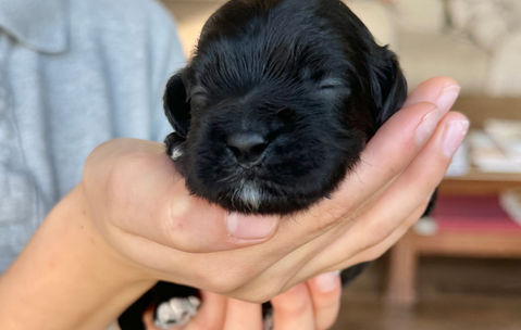 Black female Cockapoo puppy lovingly held in a boys hands for the pups first photo shoot at Chesley Hill Cockapoos, New England's premier Cockapoo breeder.   Chesley Hill Cockapoos raises Cockapoo puppies for families in Boston, Massachusetts, Hartford, Connecticut, New York City, Manhattan, Brooklyn, New York, Newport, Rhode Island, Newark, New Jersey,  New Hampshire, Maine, Vermont, Maryland, Washington DC, all of New England and the East Coast.