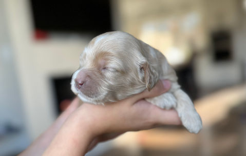 Buff female Cockapoo puppy lovingly held in a boys hands for the pups first photo shoot at Chesley Hill Cockapoos, New England's premier Cockapoo breeder.   Chesley Hill Cockapoos raises Cockapoo puppies for families in Boston, Massachusetts, Hartford, Connecticut, New York City, Manhattan, Brooklyn, New York, Newport, Rhode Island, Newark, New Jersey,  New Hampshire, Maine, Vermont, Maryland, Washington DC, all of New England and the East Coast.