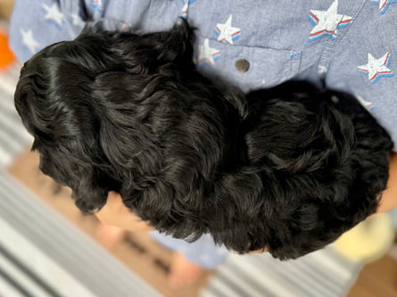 Adorable black with white markings F1 male Cockapoo puppy lovingly held by a young boy during the puppies final photo shoot at Chesley Hill Cockapoos, Massachusetts premier Cockapoo breeder with Cockapoo puppies for sale to families in NH, ME, VT, CT, RI, NY, NYC, NJ, PA, MD, Washington DC, all of New England and the East Coast.