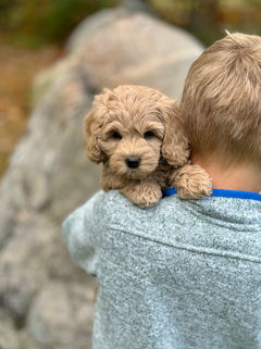 Adorable buff F1b Cockapoo puppy lovingly held by a young boy on a lovely New England Fall Day for the pups' final photo shoot at Chesley Hill Cockapoos NH Cockapoo breeder with puppies for sale to families in Boston, MA, Manhattan, Brooklyn, NYC, NY, Hartford, CT, Newport, RI, Portsmouth, NH, Newark, NJ, Stowe, VT, Kennebunkport, ME, MD, Washington DC, all of New England and the East Coast.