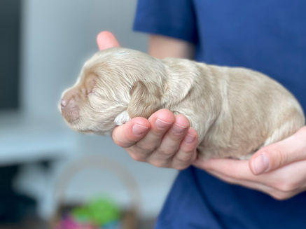 Buff female cockapoo puppy lovingly held in the hands of a boy for her first photo shoot at Chesley Hill Cockapoos NH Cockapoo puppy breeder lovingly raising Cockapoo puppies for families in NH, Boston, Cape Cod, MA, VT, RI, Hartford, CT, Manhattan, NYC, NY, Washington DC, MD, all of New England and the East Coast.