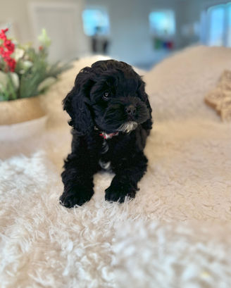 Adorable F1 Cockapoo puppy having a Christmas themed final photo shoot at Chesley Hill Cockapoos New York City's premier Cockapoo breeder with Cockapoo puppies for sale to families in CT, NY, NJ, PA, RI, ME, MA, VT, NH, MD, Washington DC, CA, FL, all of New England and the East Coast.