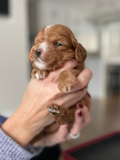 3 week old apricot with white markings male cockapoo puppy being held by a young boy wearing a blue fleece for the pups photo shoot at Chesley Hill Cockapoos, a boutique family breeder located in NH providing happy and healthy Cockapoo puppies to loving families in Boston Massachusetts, all of New England and the East Coast.