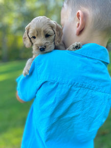 Handsome male F1 Cockapoo puppy lovingly held by a little boy outdoors in NH on a lovely fall day. The pup is being raised by Chesley Hill Cokapoos, New England's premier Cockapoo breeder raising Cockapoo puppies for families in Connecticut, Rhode Island, New York, Maine, New Hampshire, Vermont, Maine, New Jersey, Washington DC, Maryland, all of New England and the East Coast.
